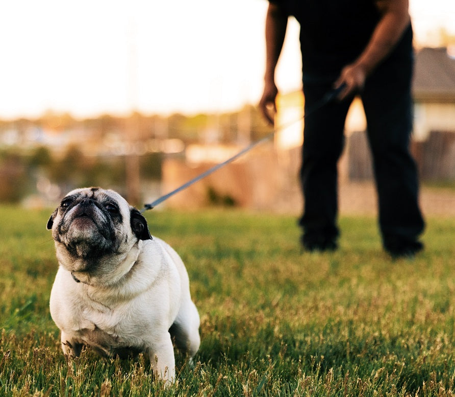 Training Your Dog to Poop in a Specific Spot