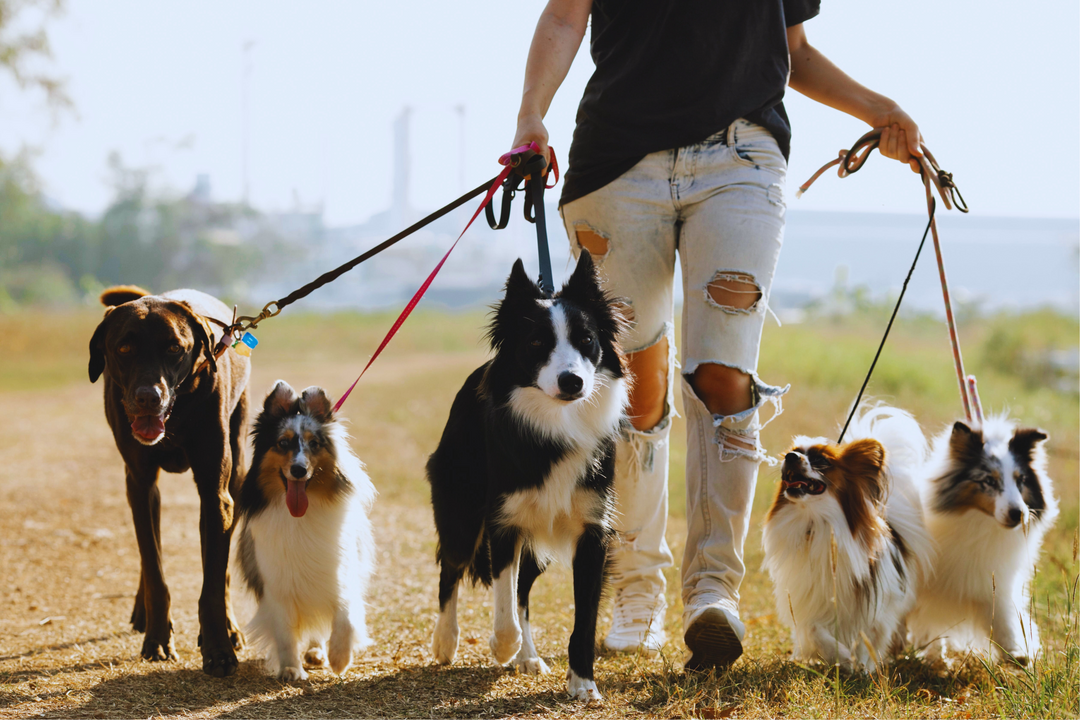 Top 7 Questions to Ask Before You Hire A Dog Walker