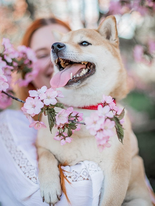Shiba Inu surrounded by spring blossoms