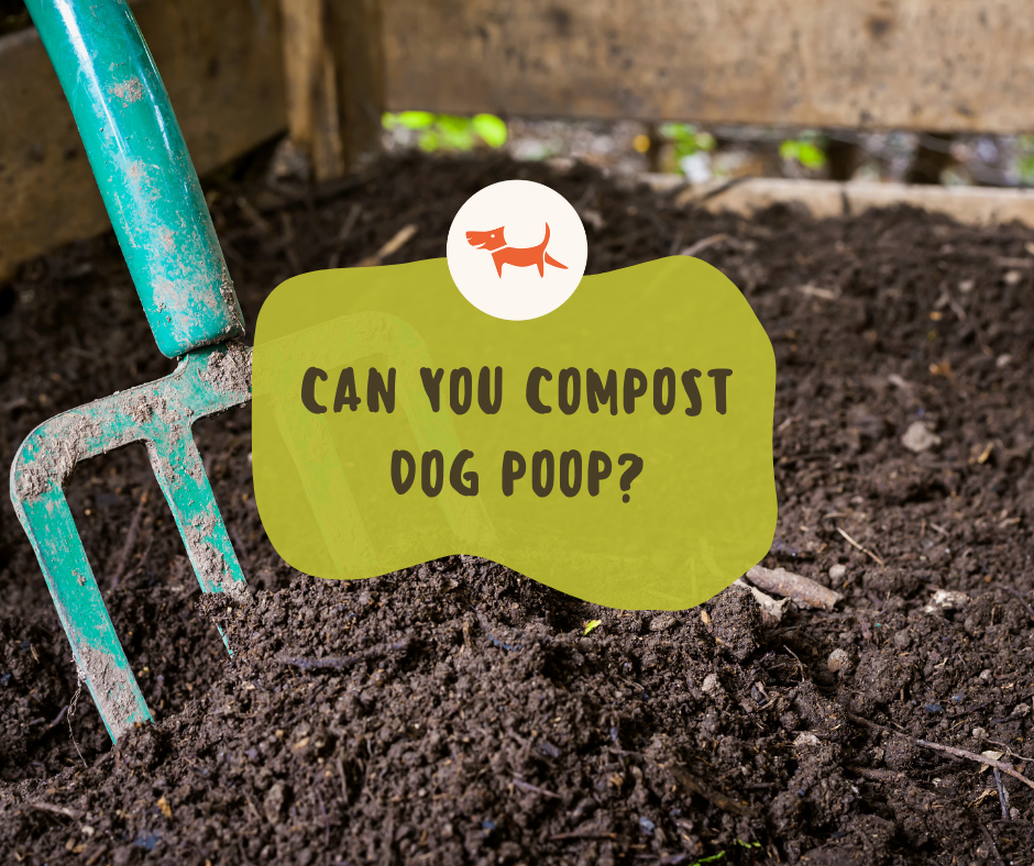 Can You Compost Dog Poop? Digging into Dog Waste