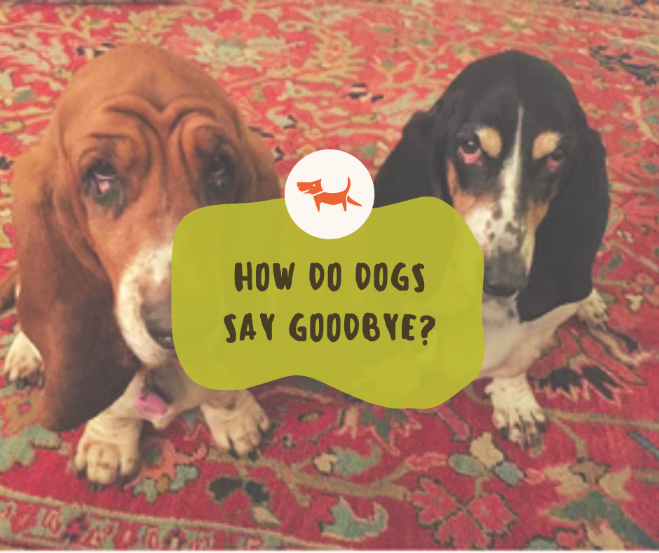 Grief and Pets: How Do Dogs Say Goodbye?