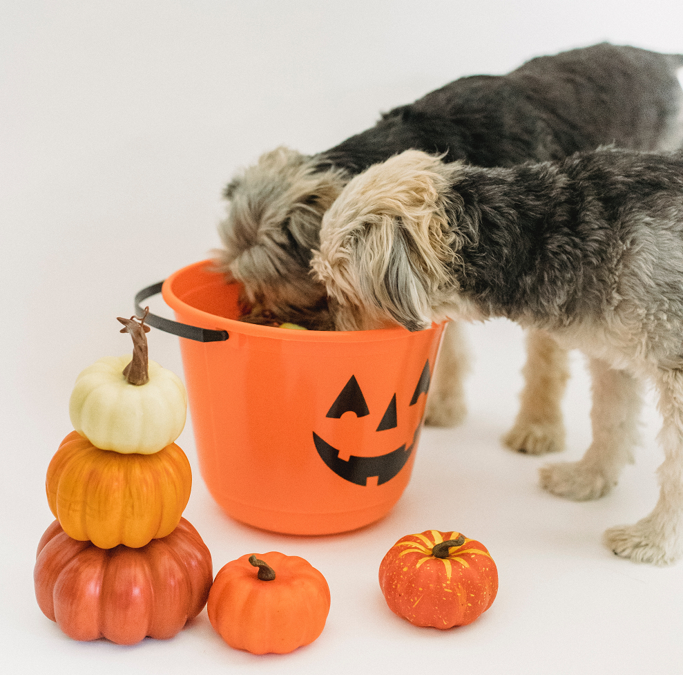 Halloween dog outlet bowl