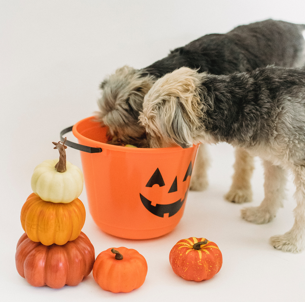 How To Not Spook Your Dog this Halloween