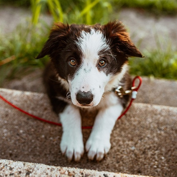 MAKE EVERY DAY EARTH DAY WITH YOUR DOG