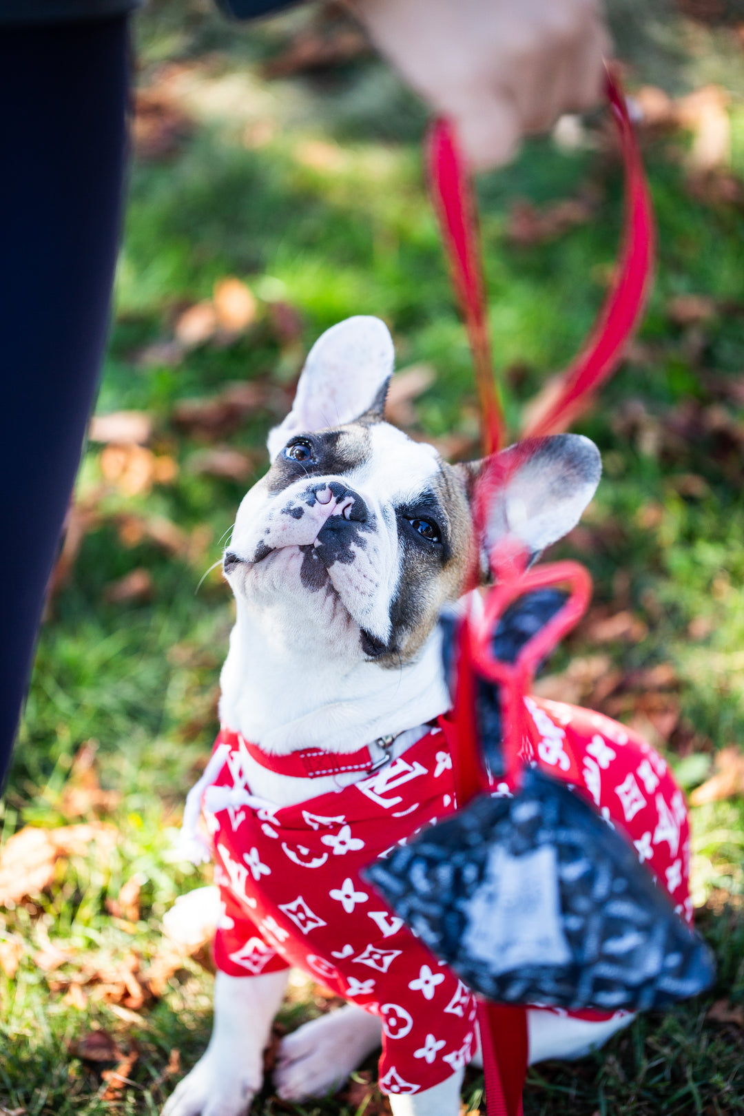 Cute French bulldog with red dooloop holding poop on his leash on a fall day