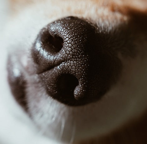 Why Dog Poop Stinks – The Dooloop