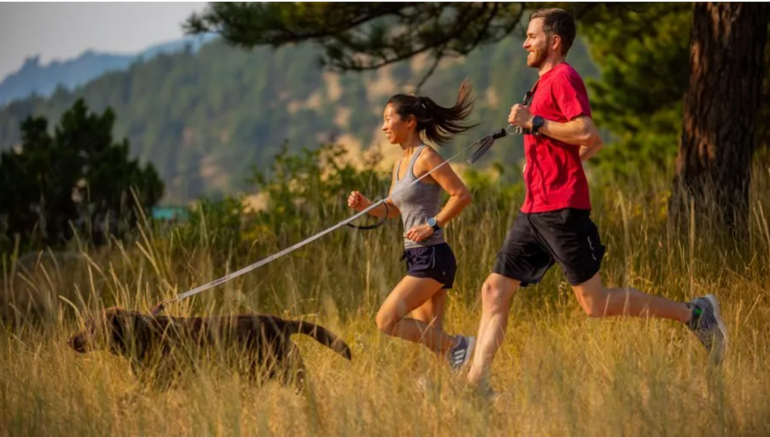 All the Gear You Need to Run With Your Dog