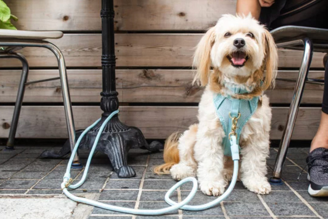 10 Sustainable and Eco-Friendly Pet Brands That Are Making the Planet a Better Place