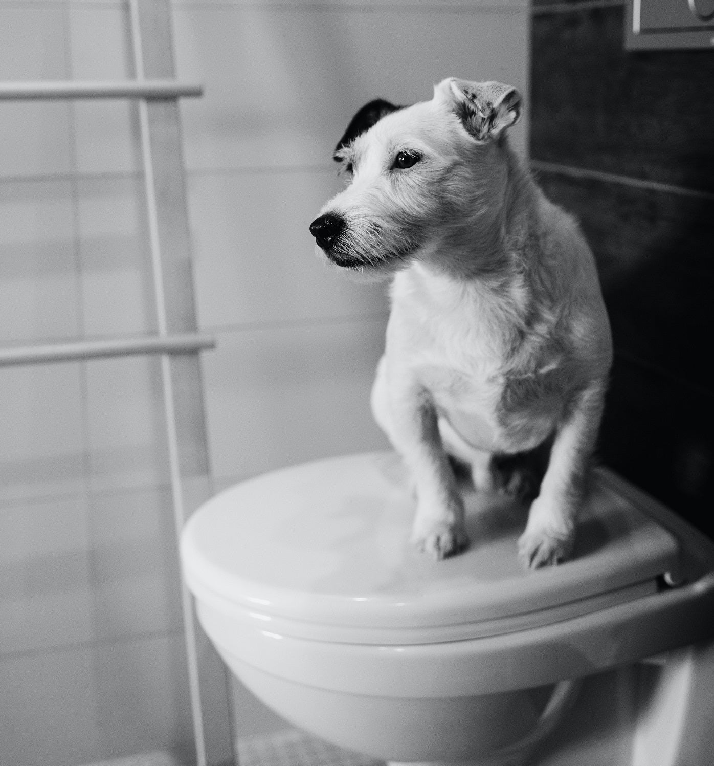 how many times a day does dog need bathroom